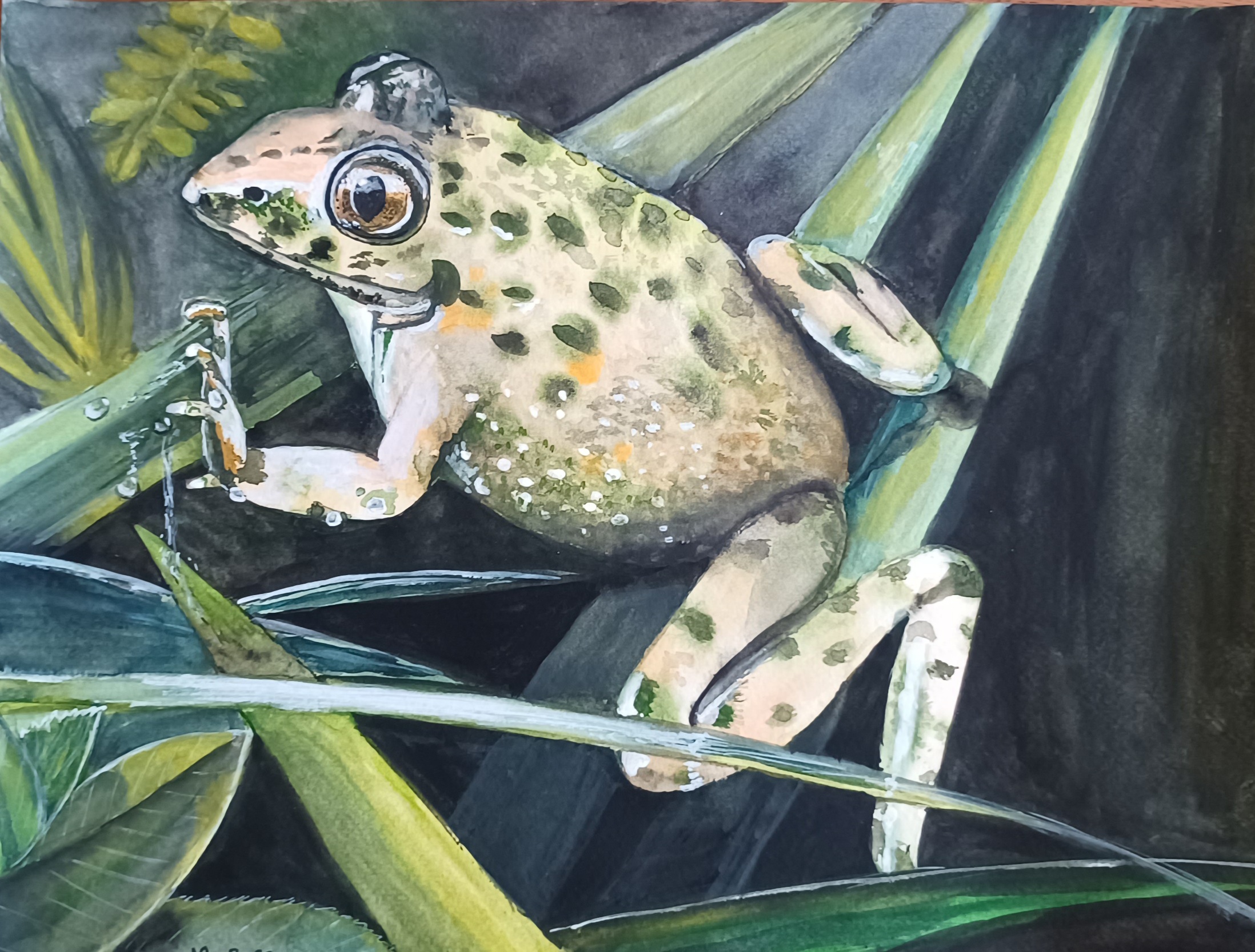 Nina Rocu - Grenouille